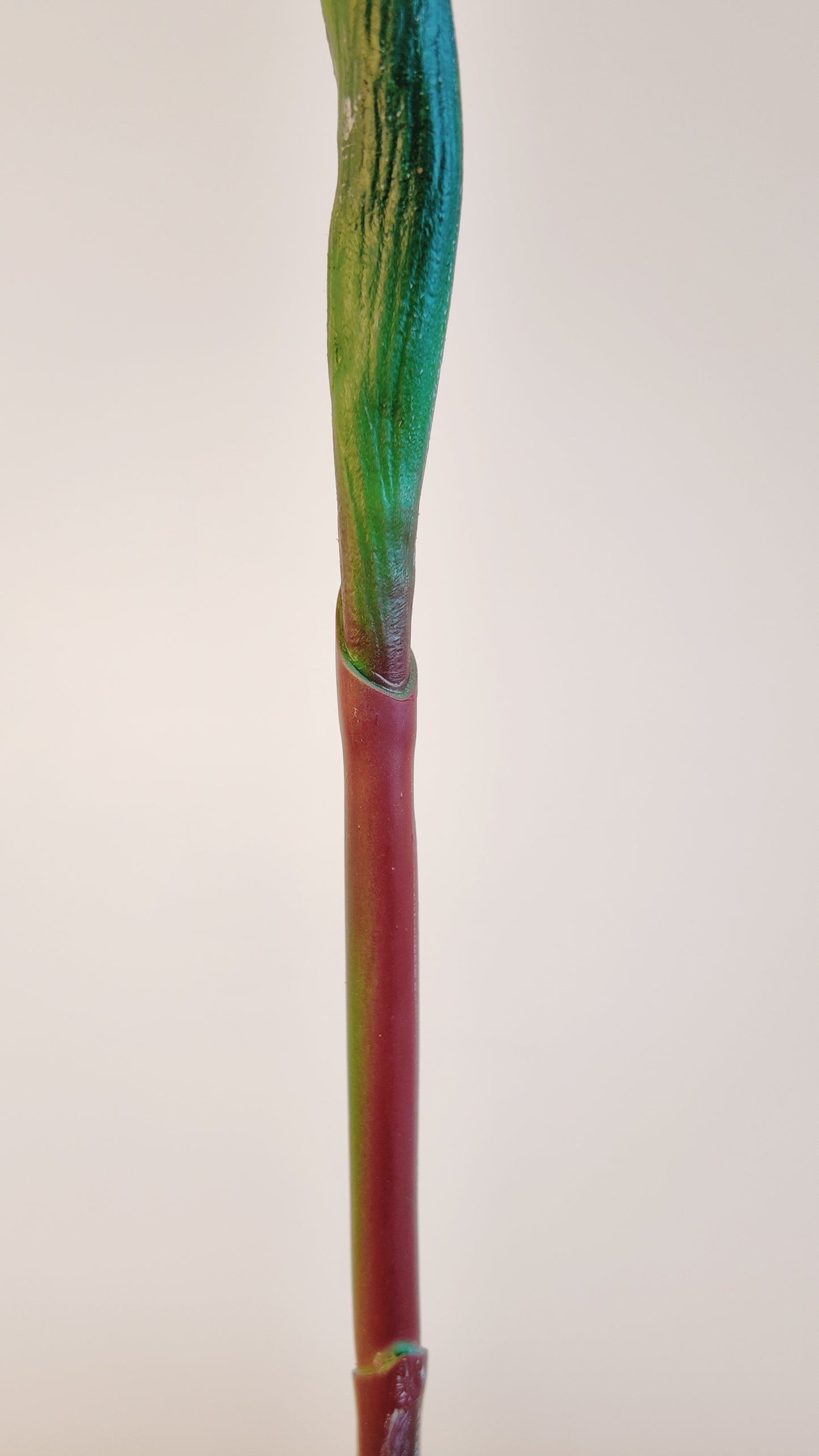 Bird of Paradise Flower Real Touch Stem