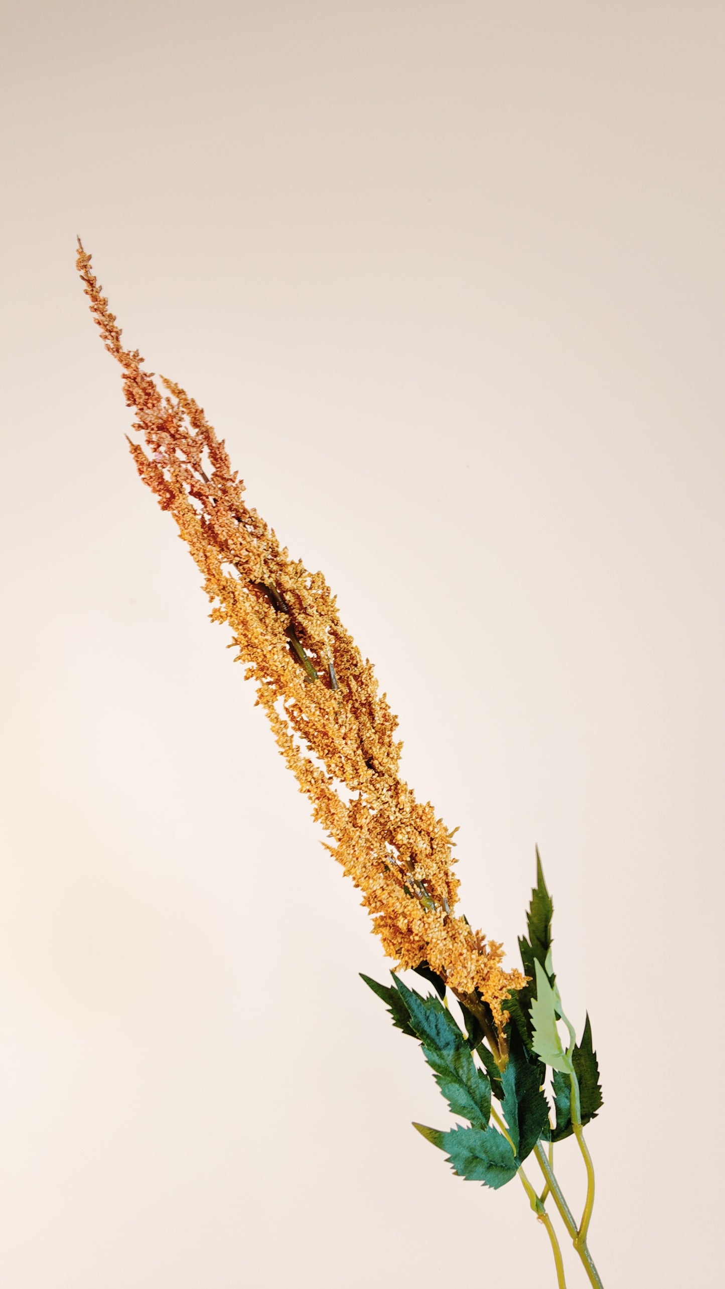 Amaranthus Cruentus Real Touch Stem