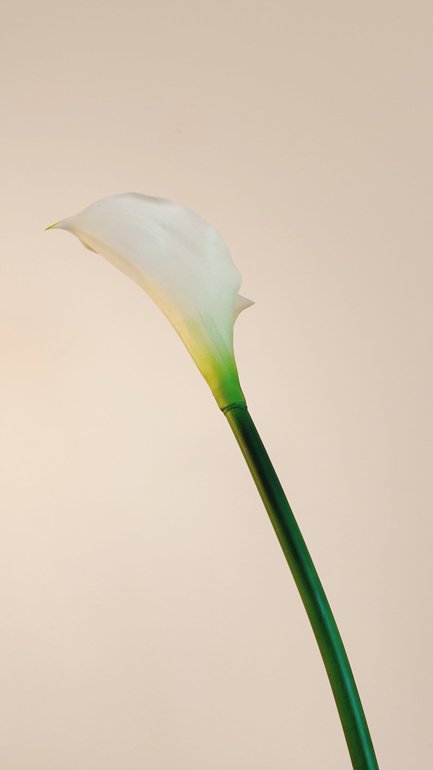 Calla Lily Real Touch Stem