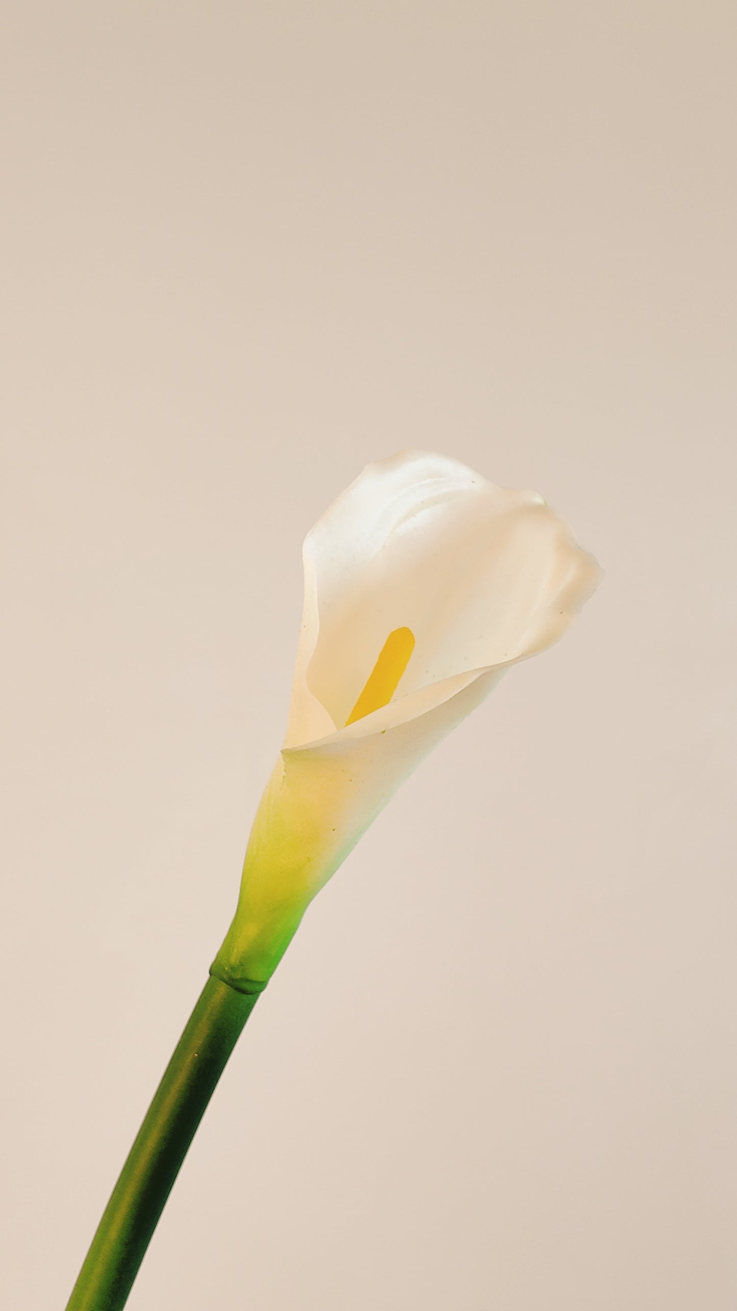 Calla Lily Real Touch Stem