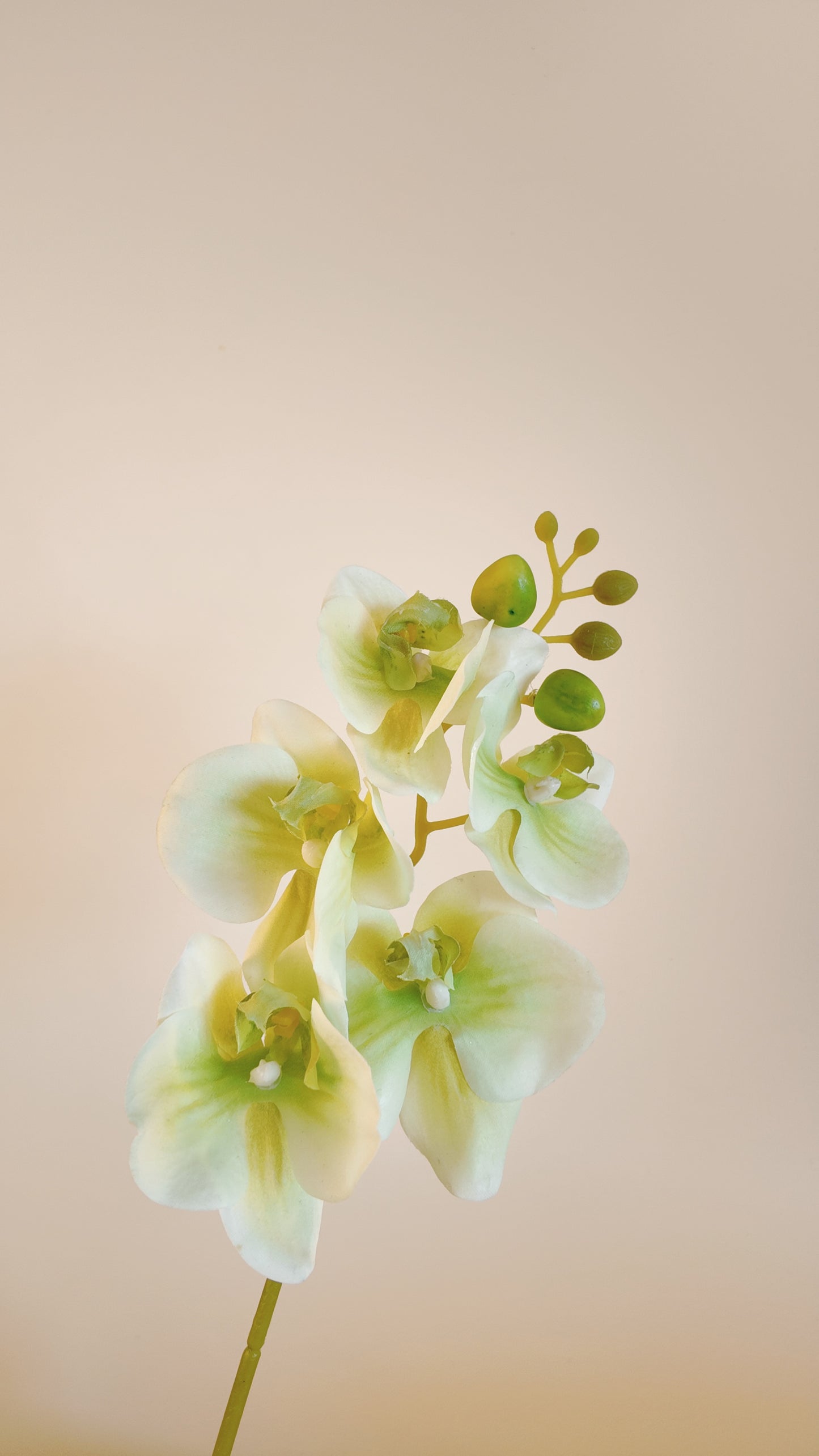 Moth Orchid Real Touch Stem