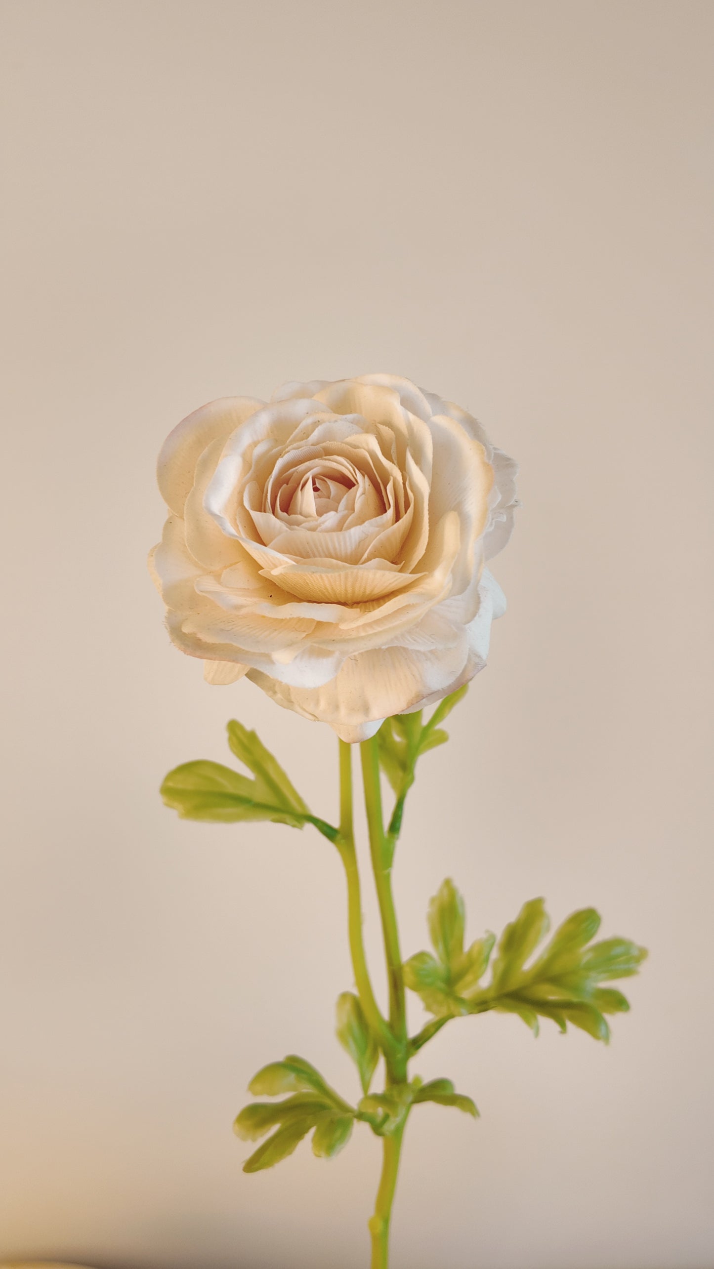 Chinese Rose Real-Touch Stem
