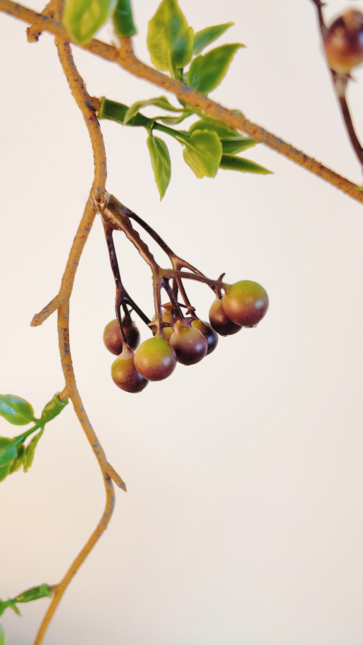 Zen Twig With Beans Real Touch Stem