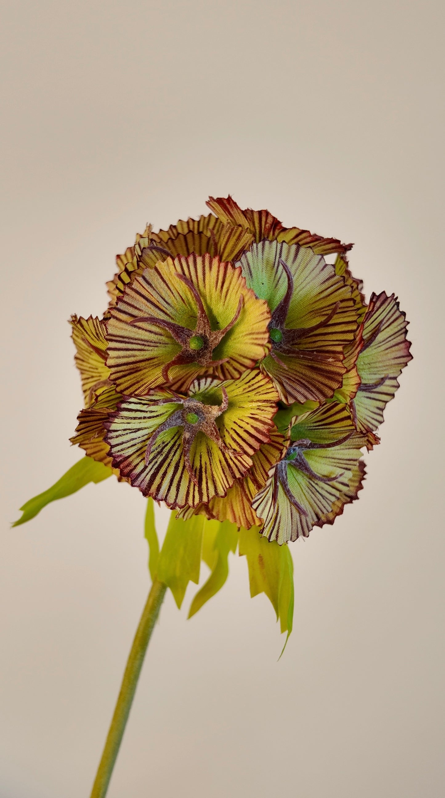 Windmill Fruit/ Scabiosa Pod Silk Stem
