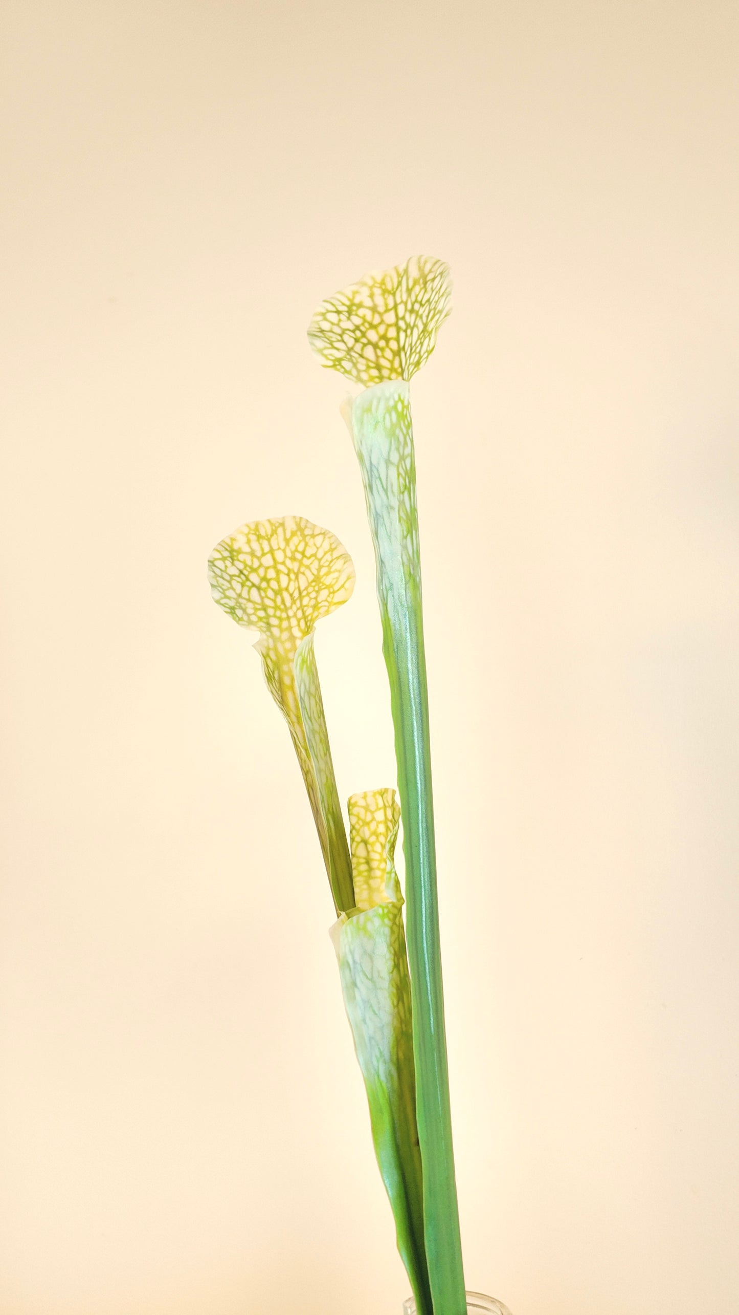 Pitcher Plant Real Touch Stem