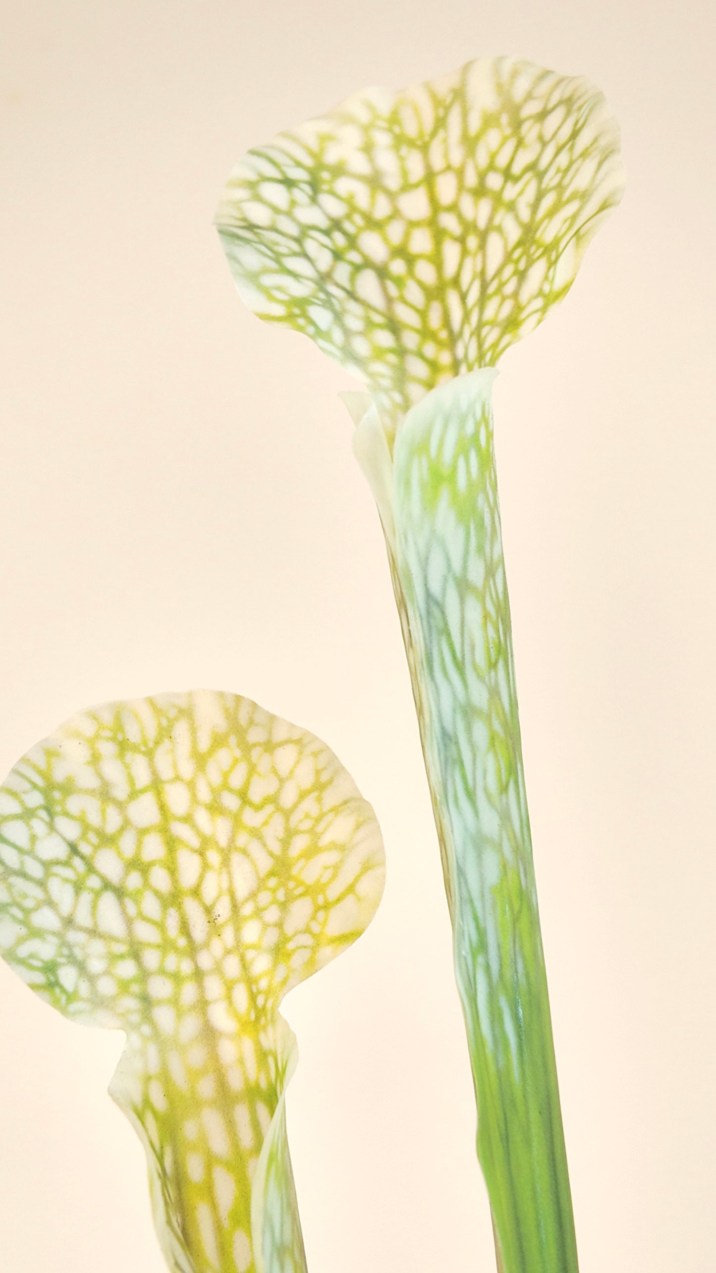 Pitcher Plant Real Touch Stem
