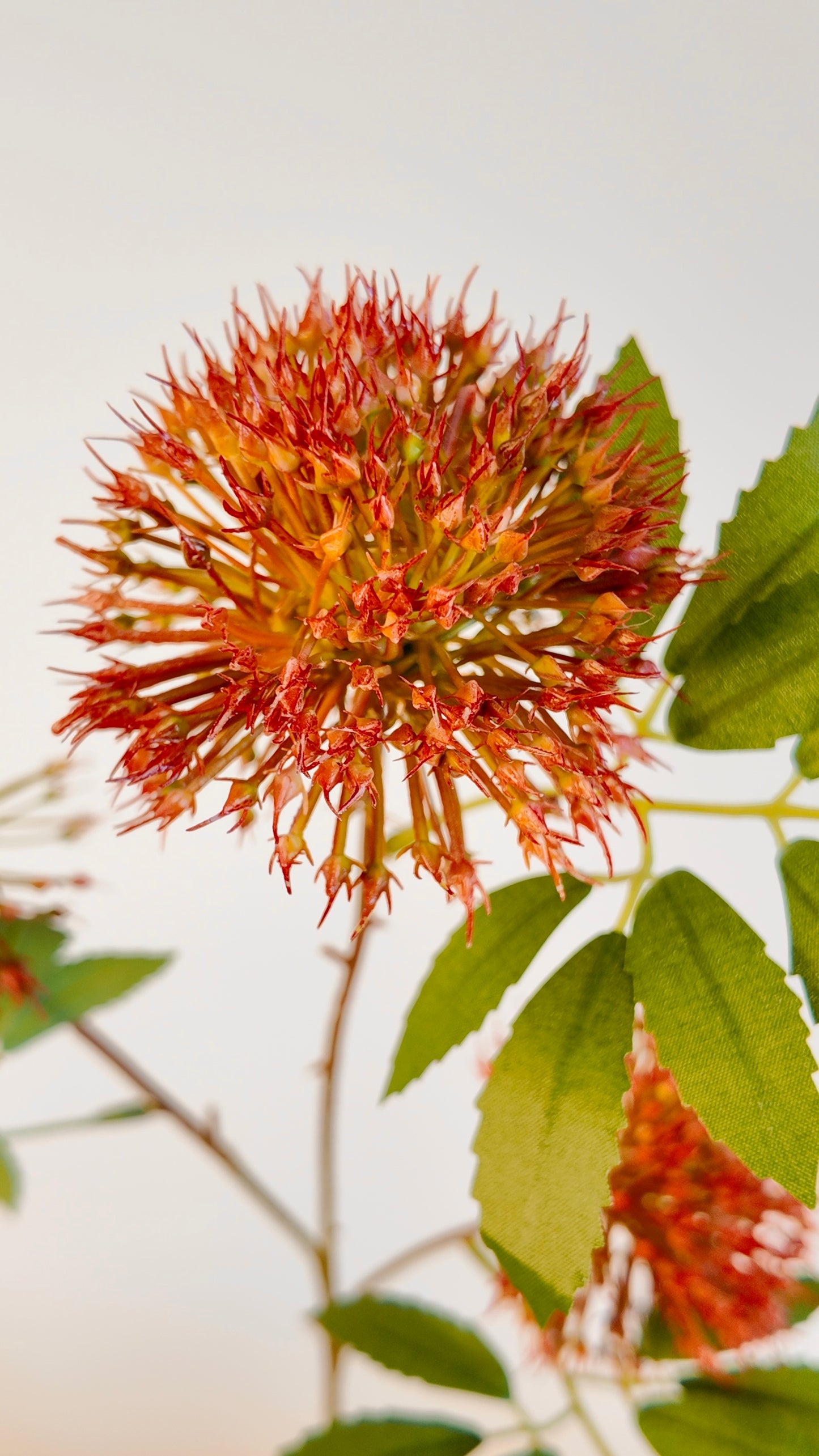 Firework Flower (Scadoxus) Real Touch Stem