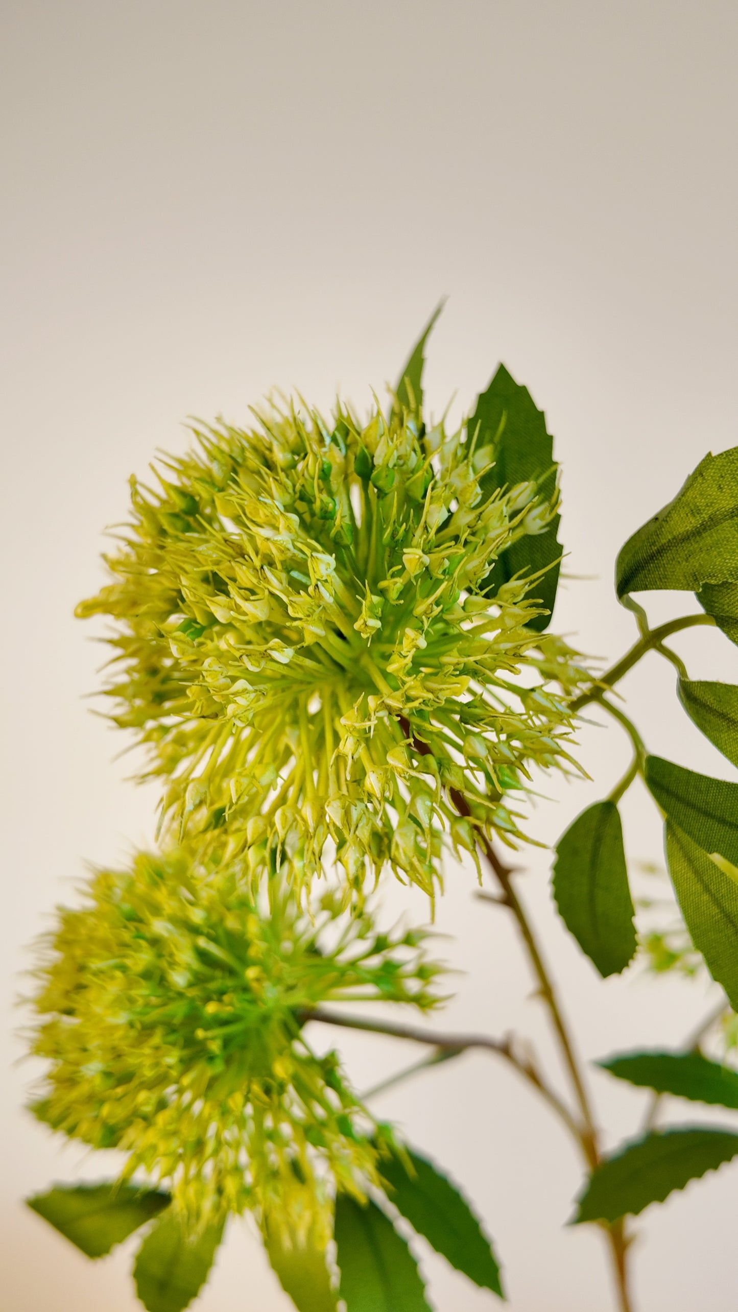 Firework Flower (Scadoxus) Real Touch Stem