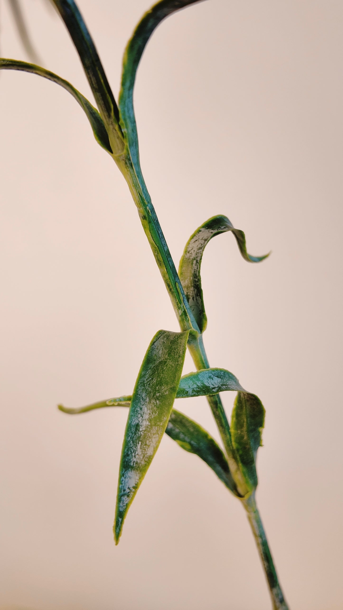 Dianthus Green Ball Real Touch Stem