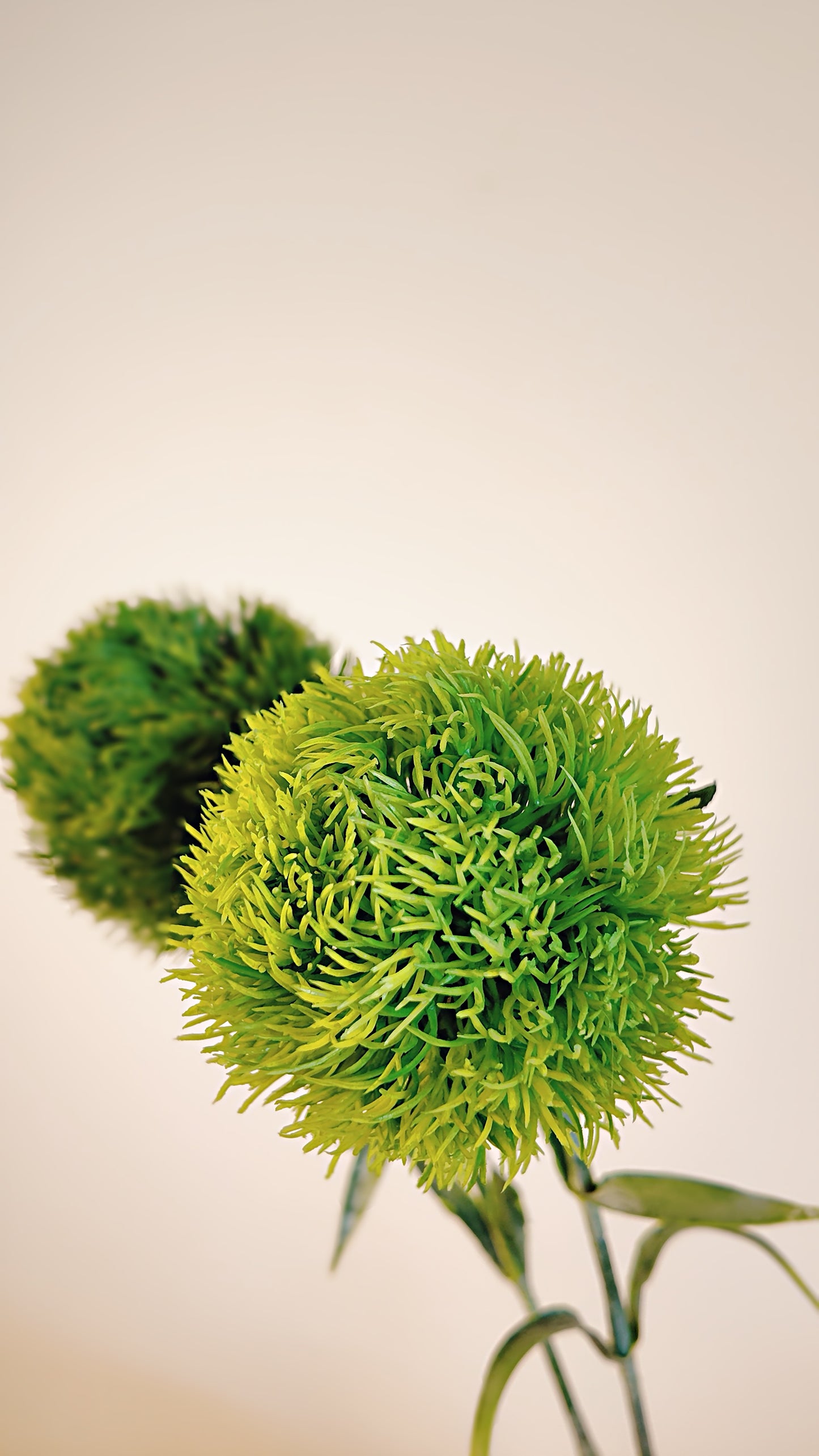 Dianthus Green Ball Real Touch Stem