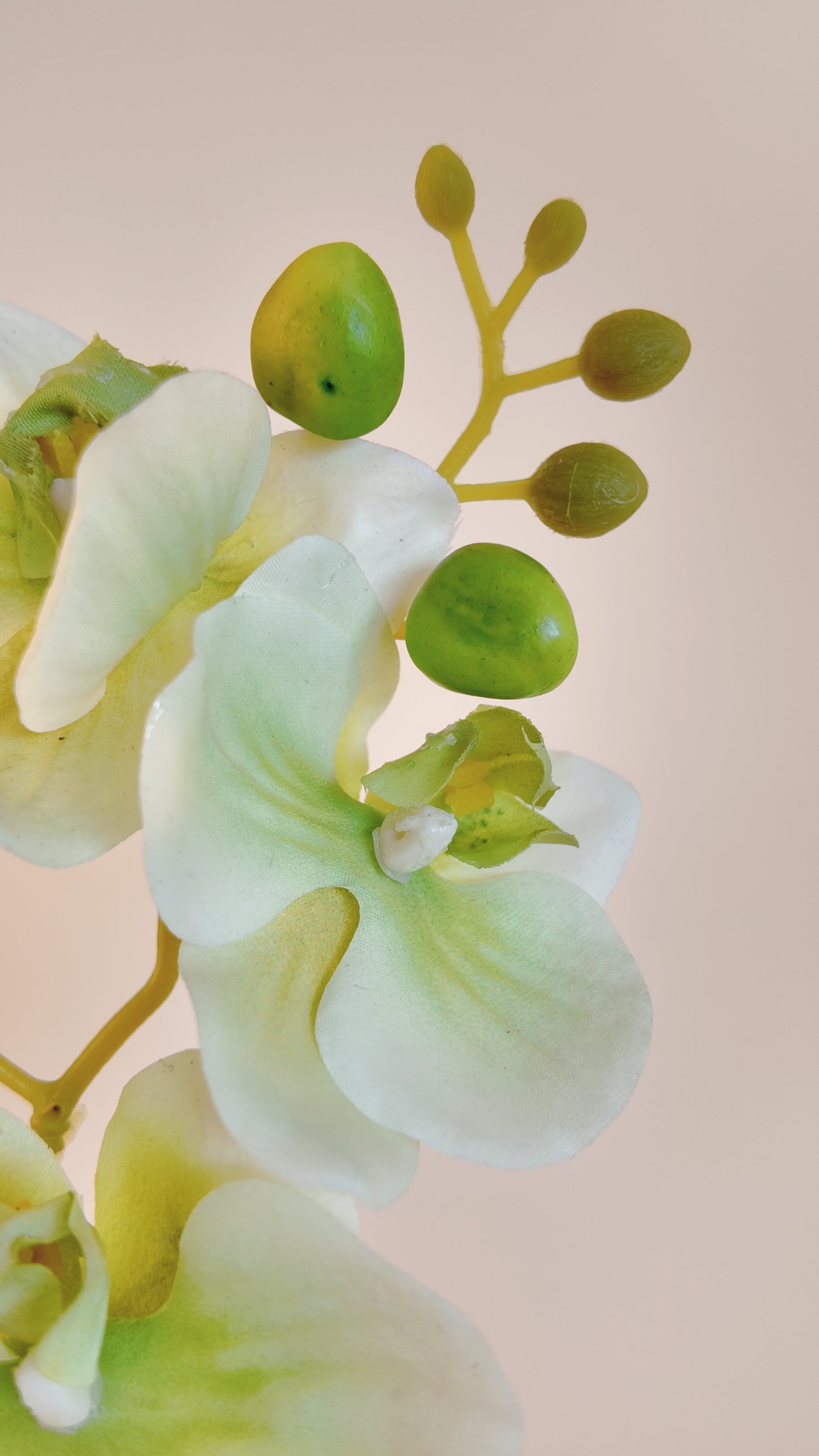 Moth Orchid Real Touch Stem