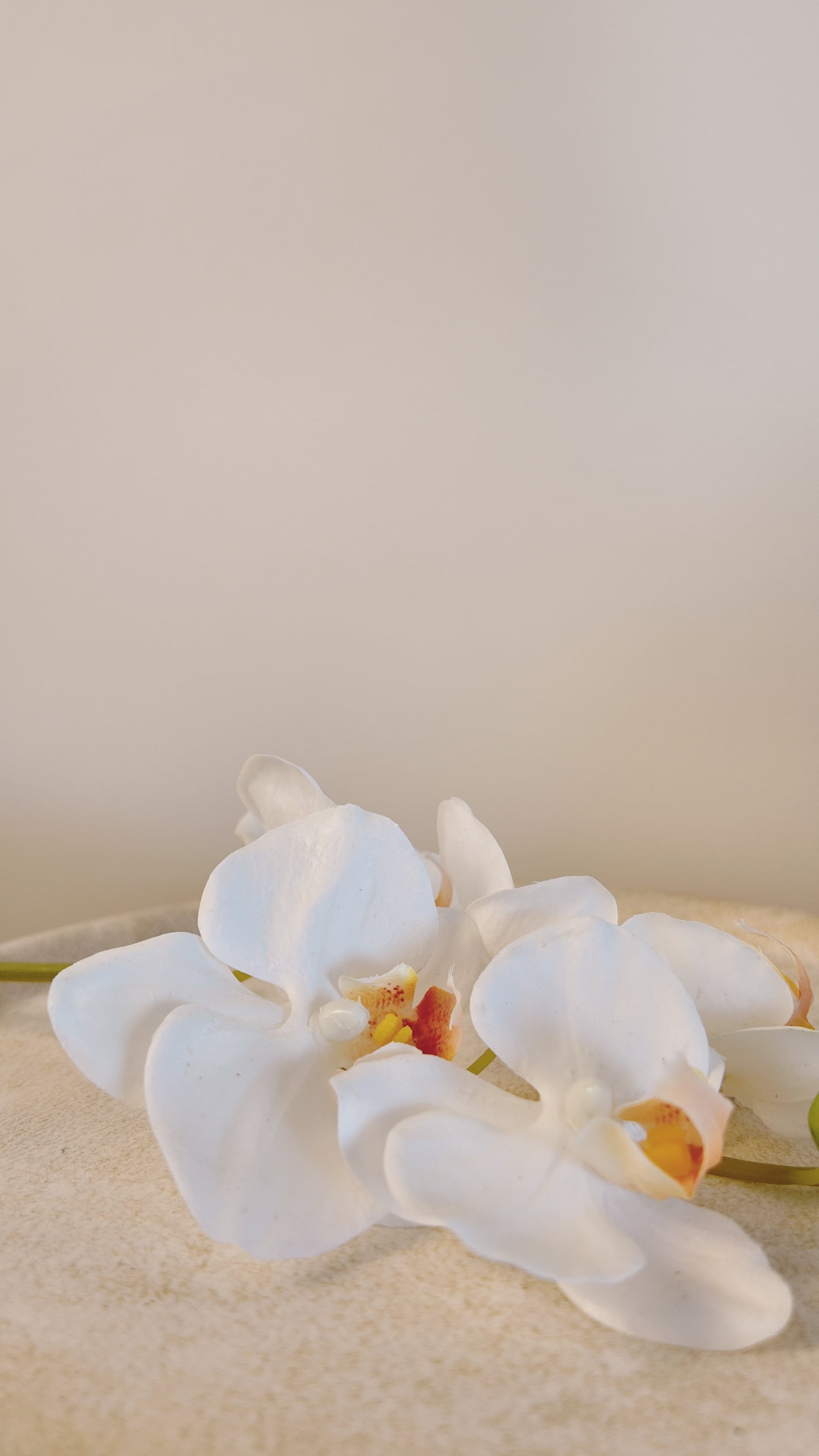 Moth Orchid Real Touch Stem