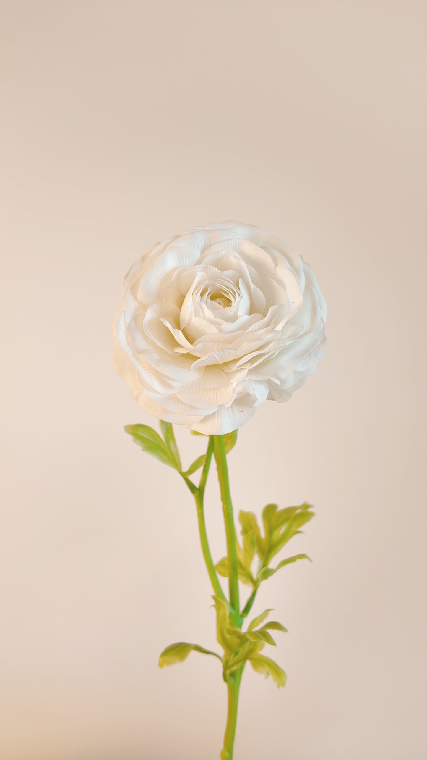 Chinese Rose Real-Touch Stem