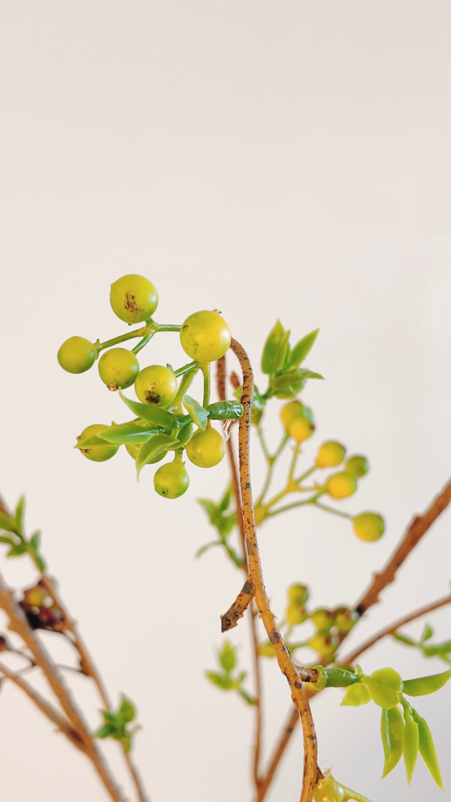 Zen Twig With Beans Real Touch Stem