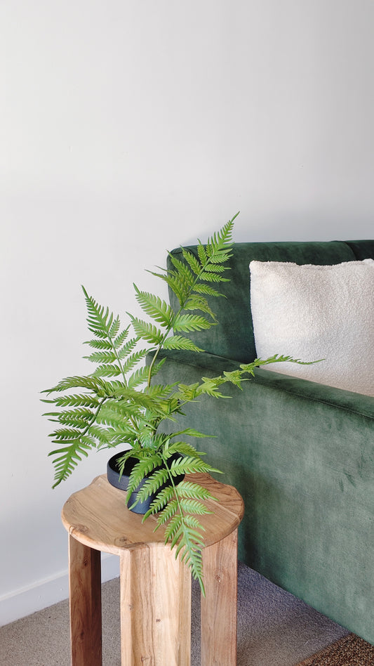 Zen Fern Arrangement Kit