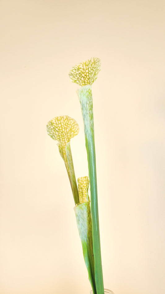 Pitcher Plant Real Touch Stem