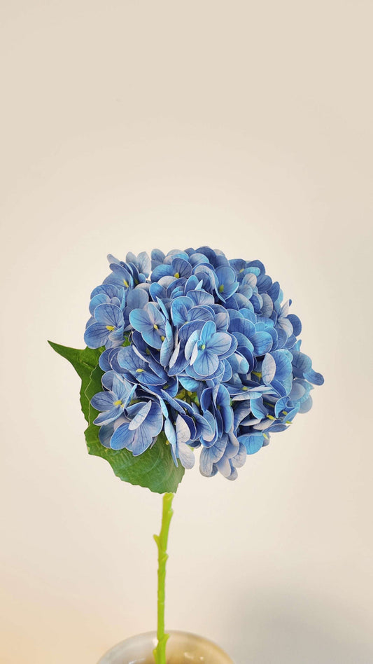 Blue hydrangea flower on a beige background